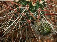 Echinocereus engelmannii 